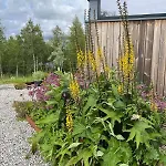 Architect Designed Micro House * Skage (Trondelag)